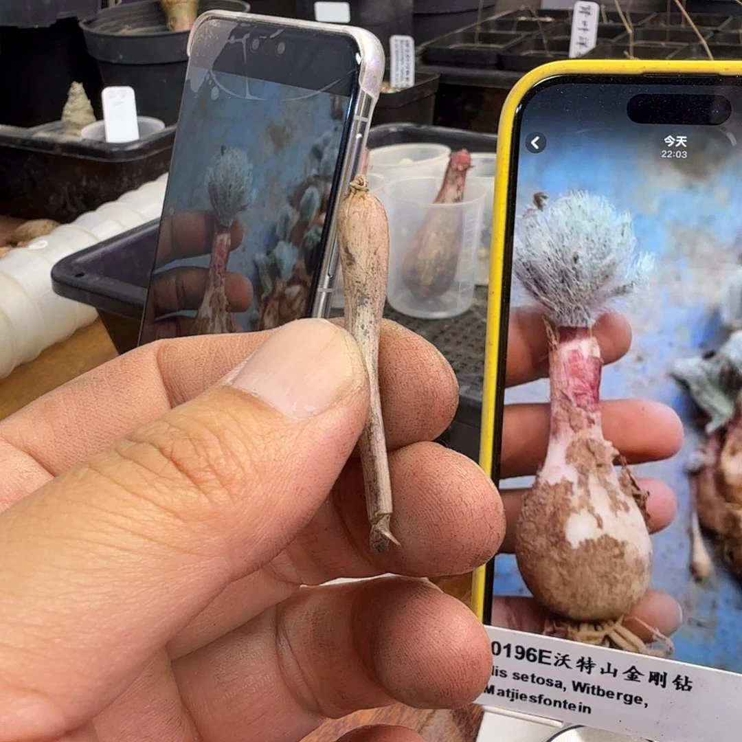 短茸毛金刚钻一个3-2