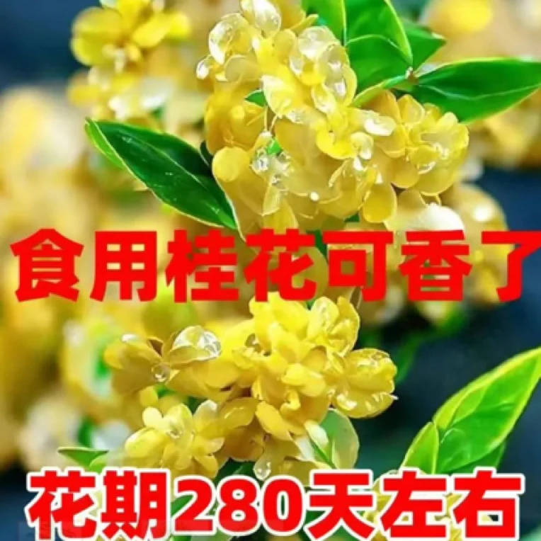 精品十年四季桂花矮桩室内室外盆栽地栽好养易活