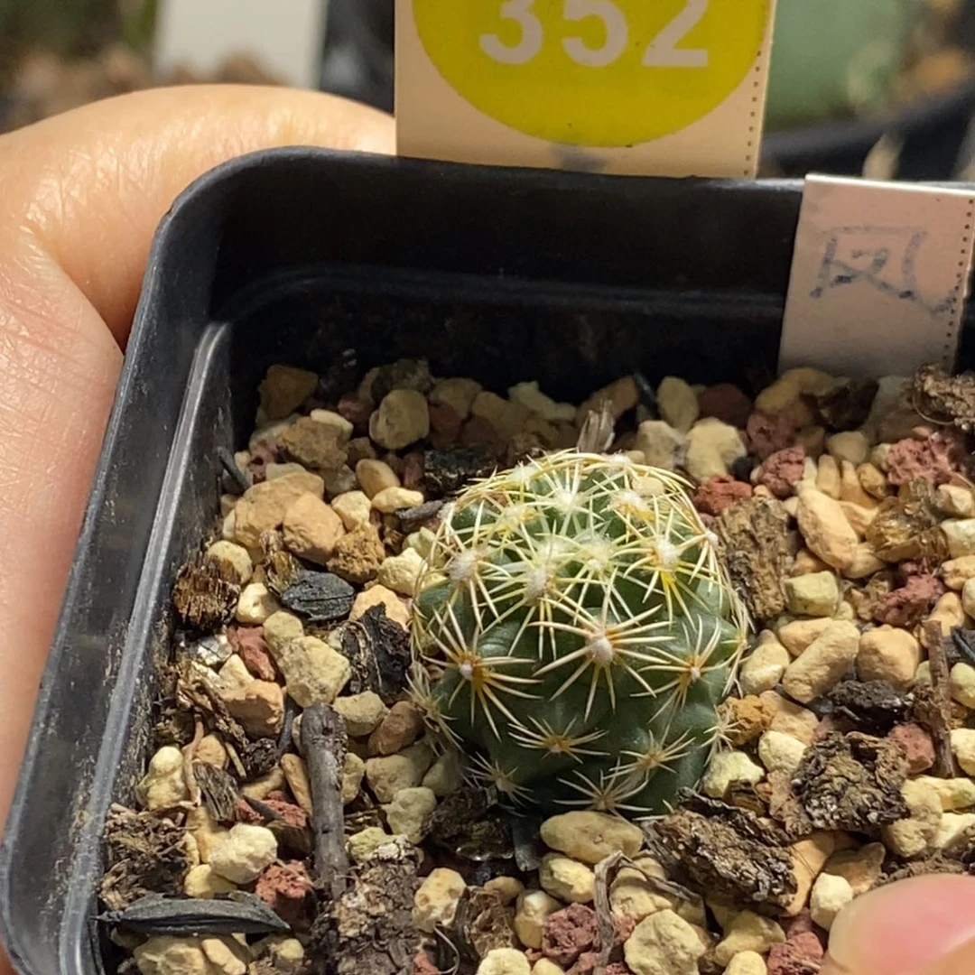 实生顶花凤舞1.8cm