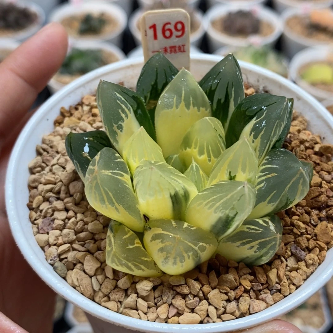 169湖斑花水晶玉露锦