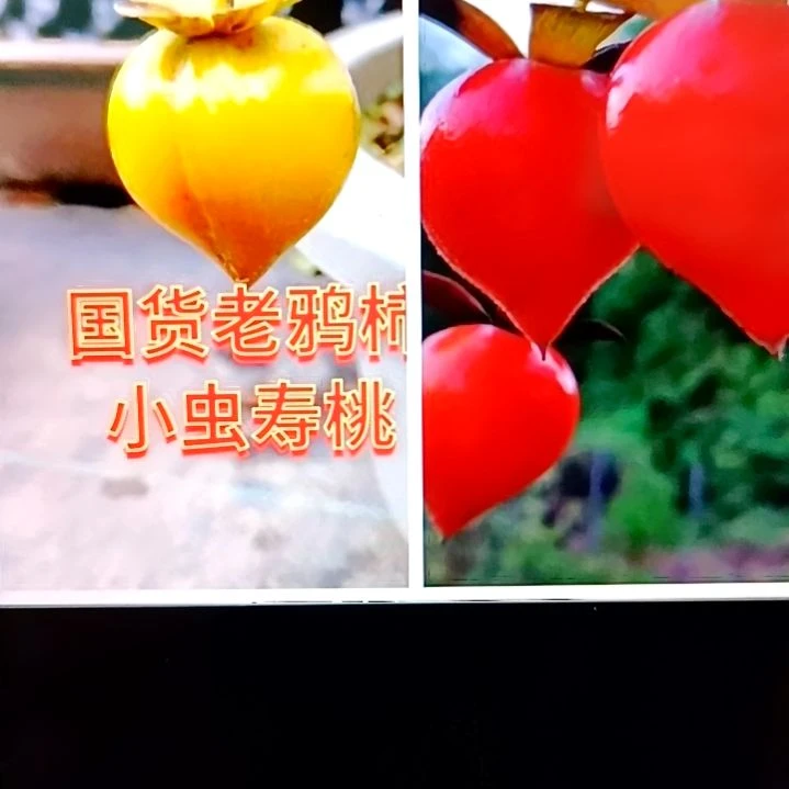无花朵小虫寿桃扦插苗