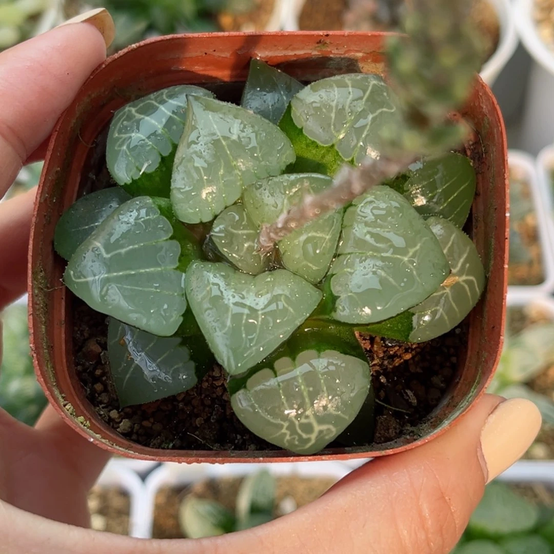 368雅典娜哈哈哈哈哈哈