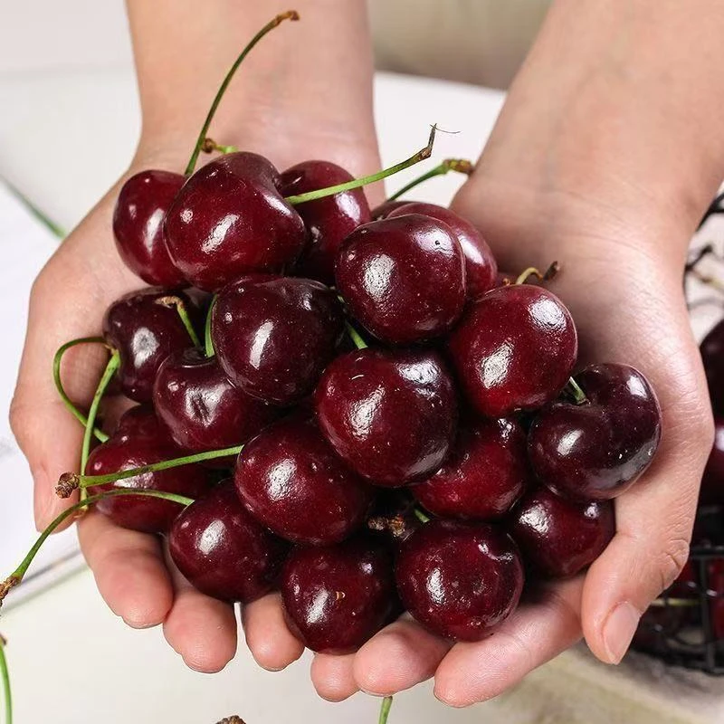 【红山店】智利进口XL级车厘子（1件10斤装）
