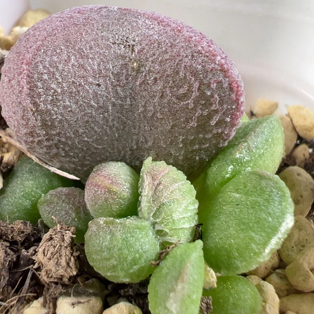 w纹路款实生新品多肉植物