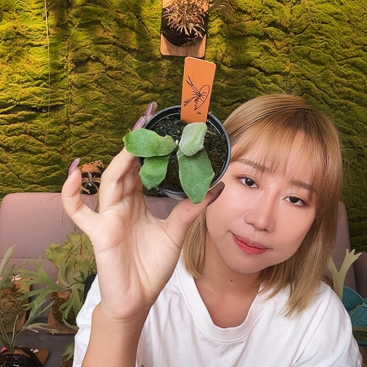 完全开放劳拉鹿角蕨 wanna 带亲签
