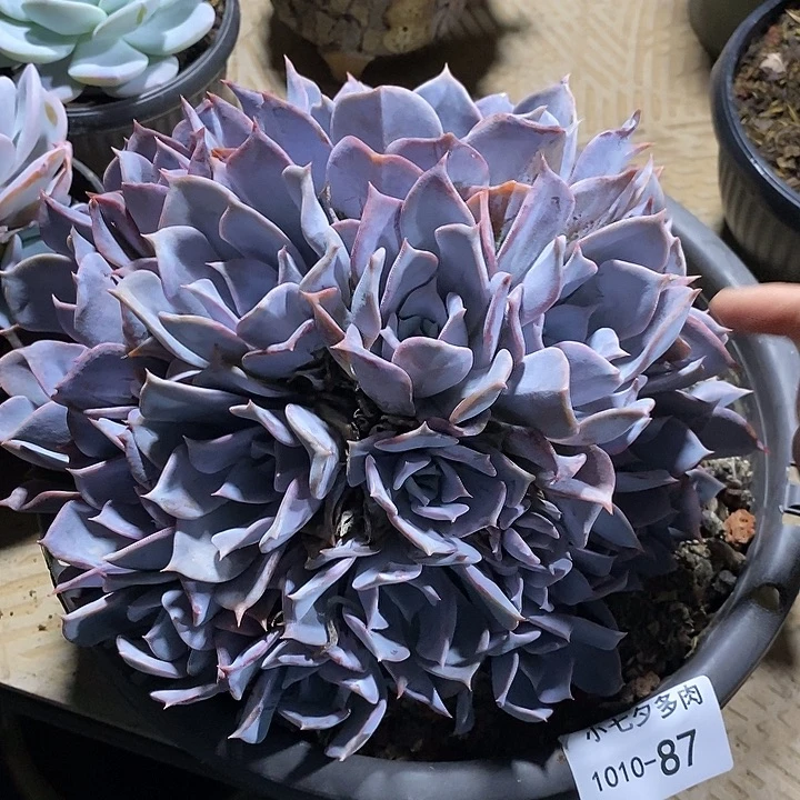 大***子小七夕多肉露西娜87