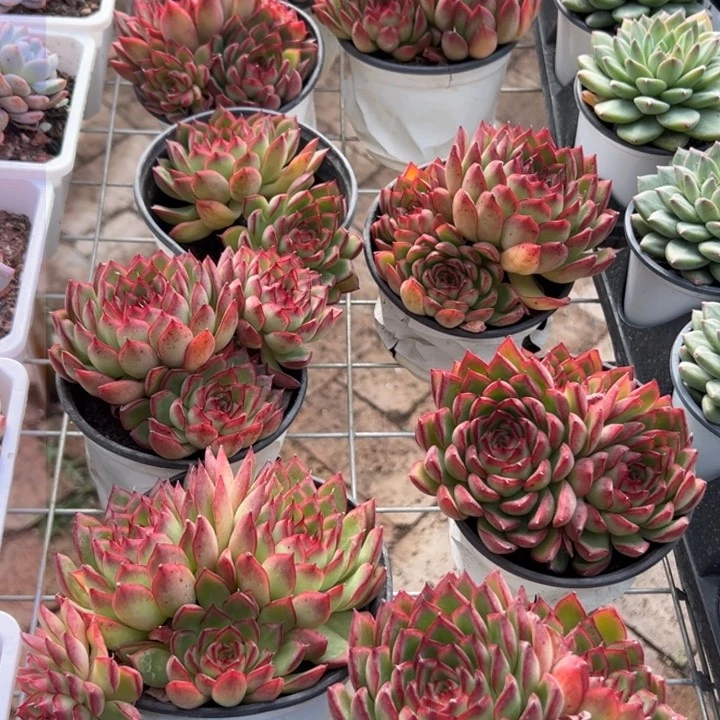 新疆包邮 萤火虫