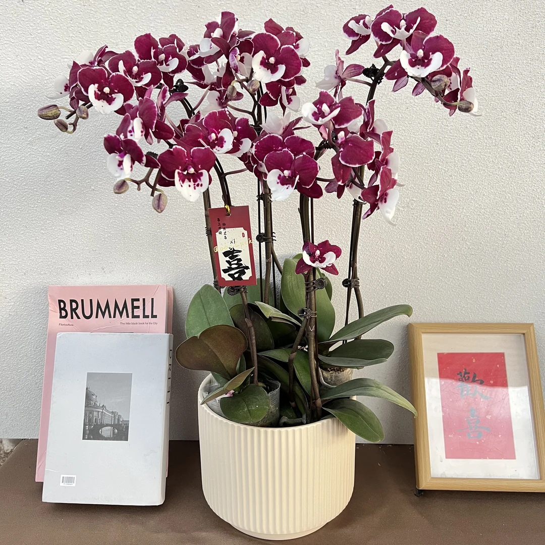 《圣诞老人》精选蝴蝶兰带花花苞优质养护耐寒冬季生长基地直发