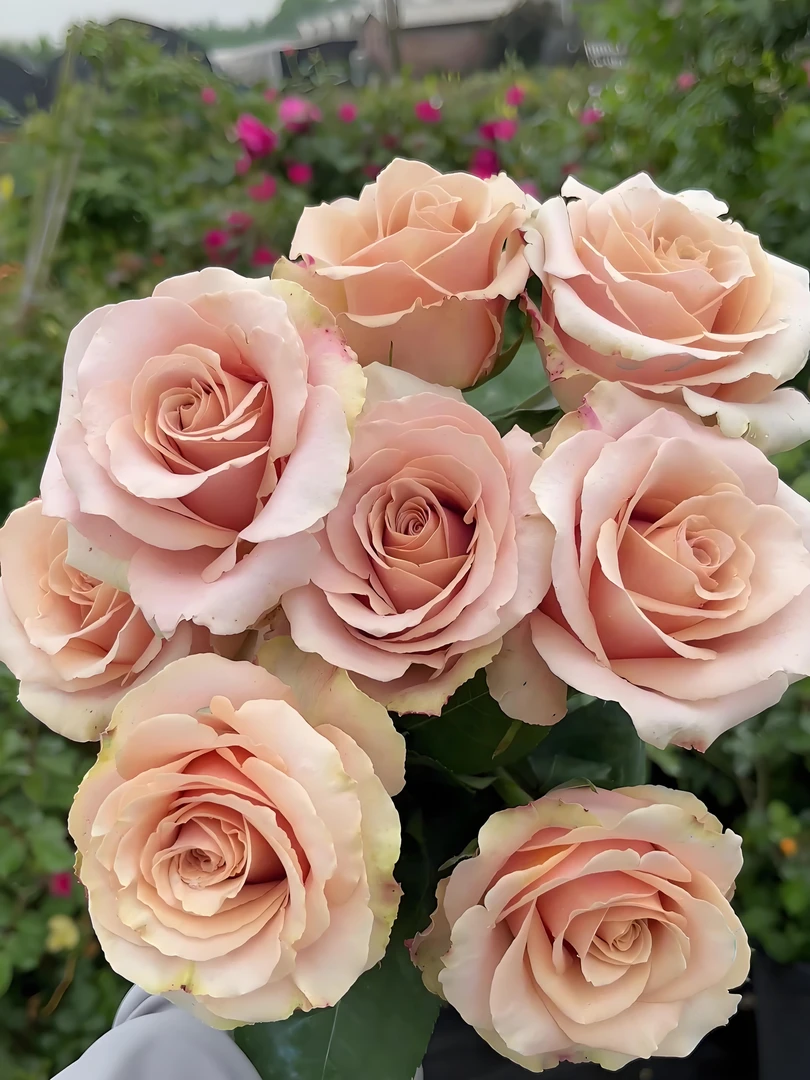 流沙 月季花苗大花浓香新手好养阳台盆栽四季丰花开花性好