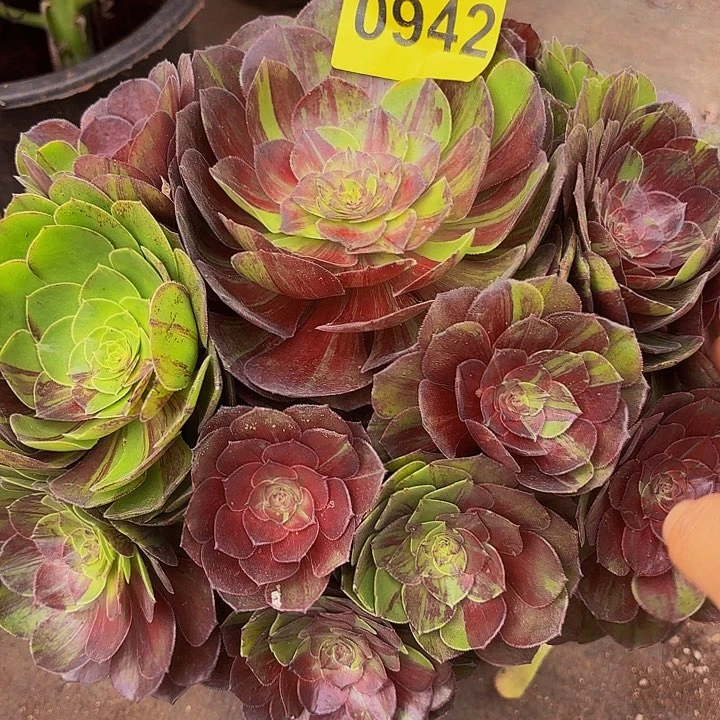 多肉植物花月夜942号