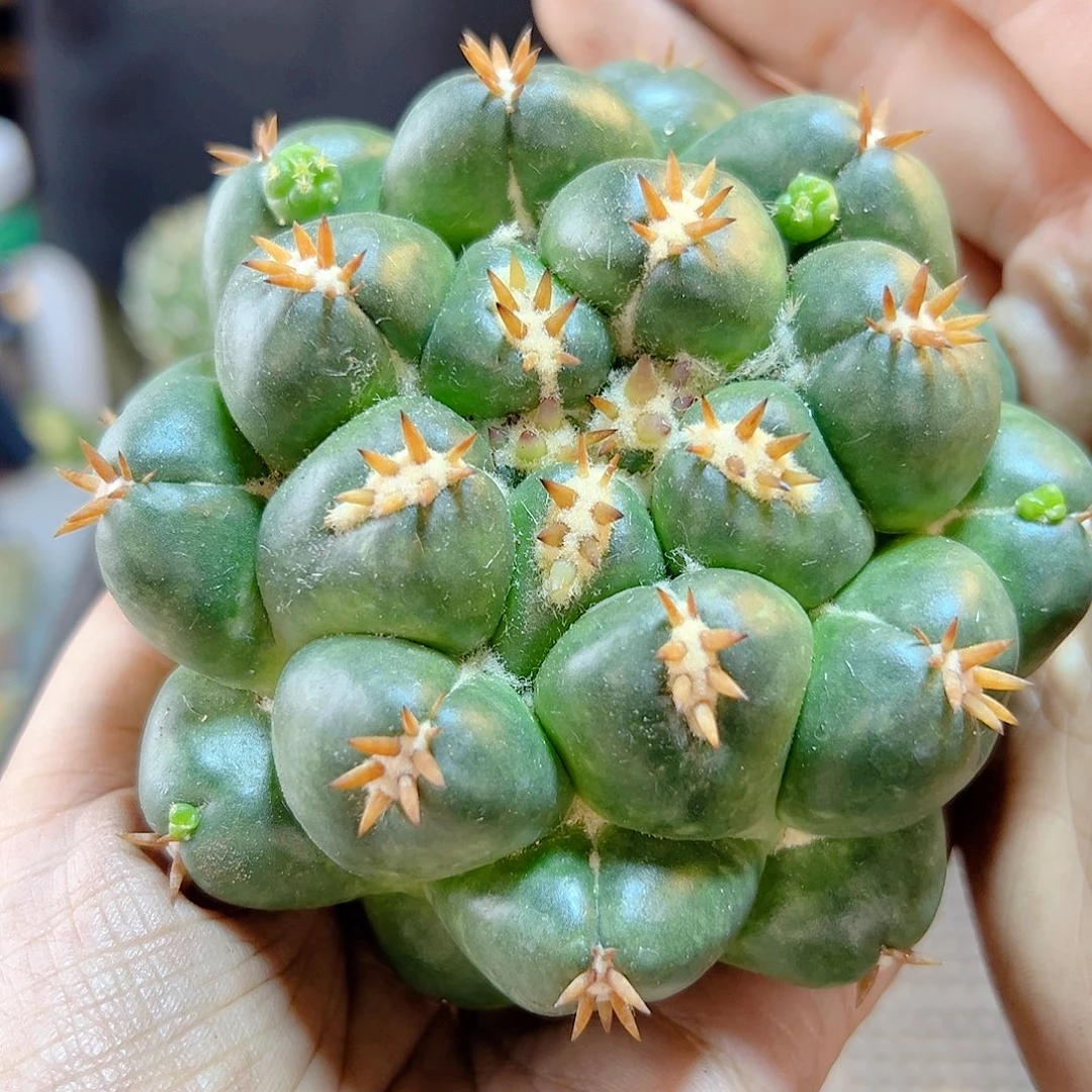 短豪刺獠牙无根含刺9公分