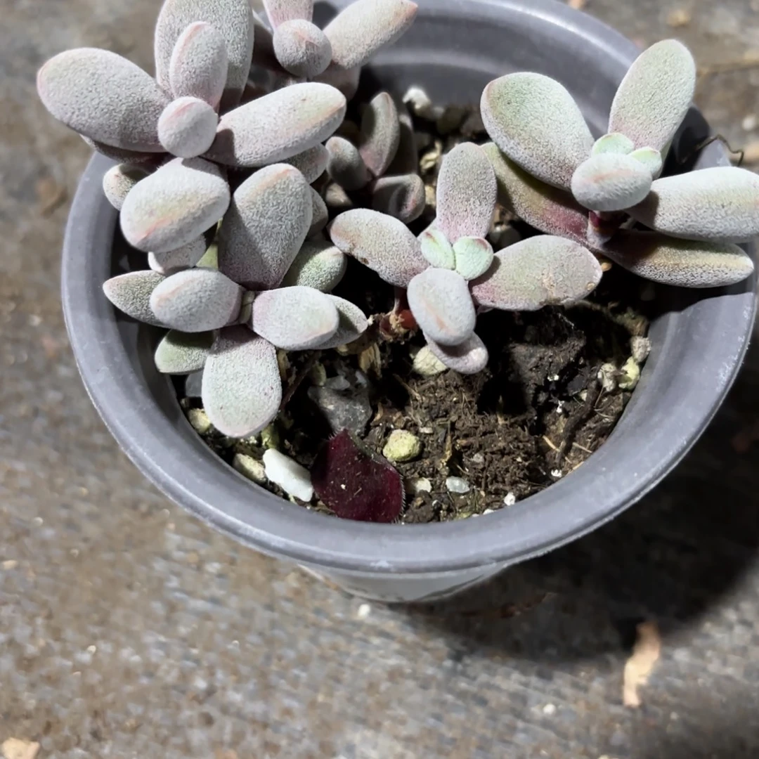 康兔子9cm新疆包邮