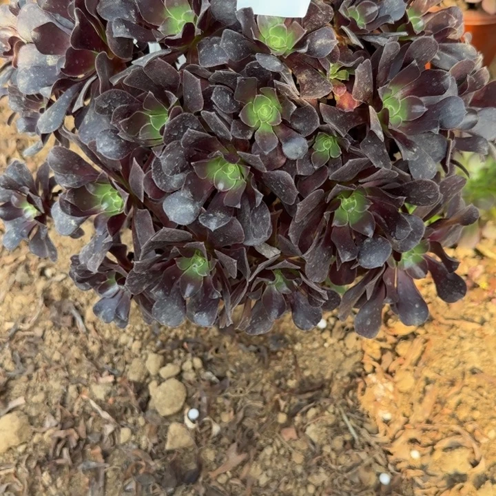 1773欧紫清棚处理不包断枝