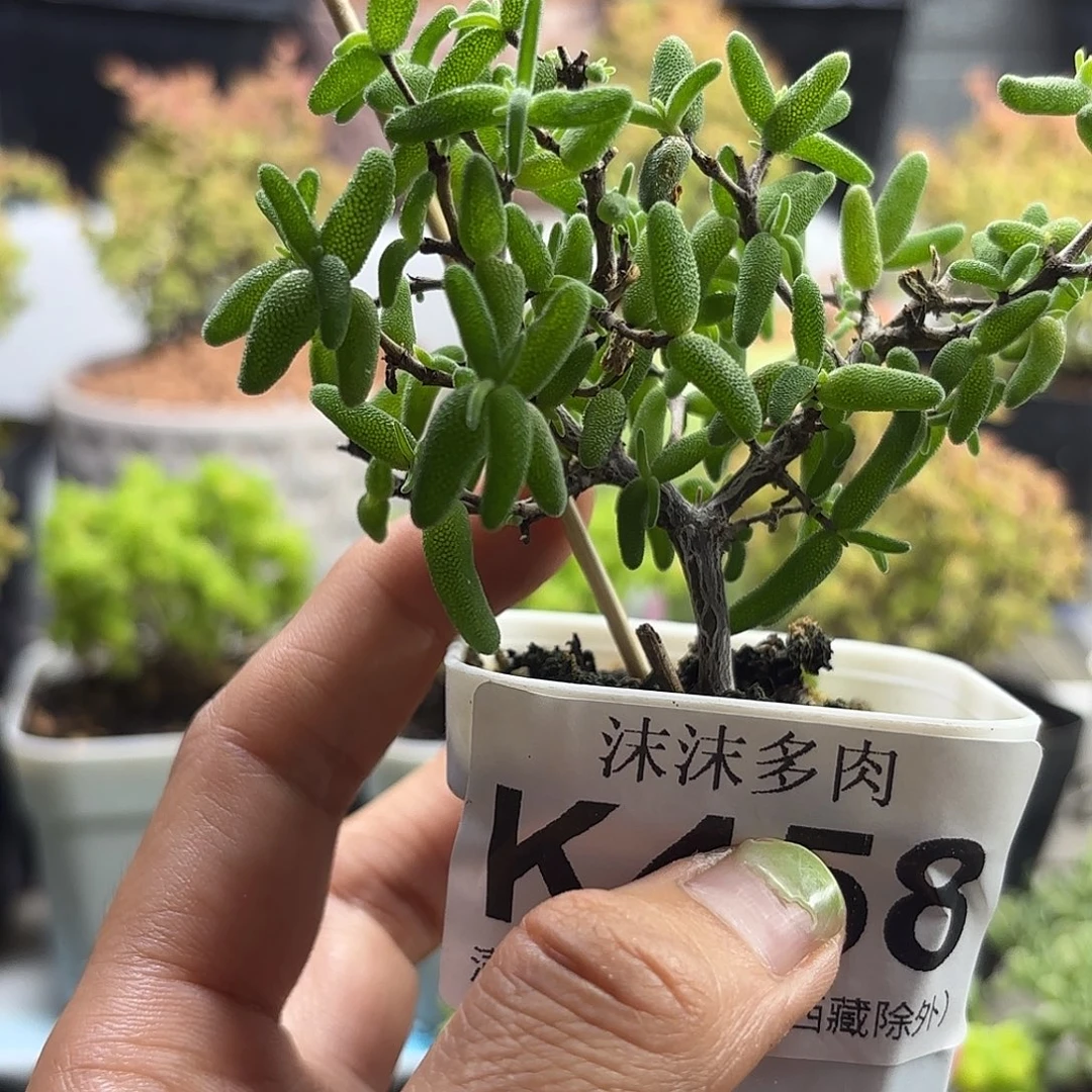 锦****458彩虹卷锦枝干番杏