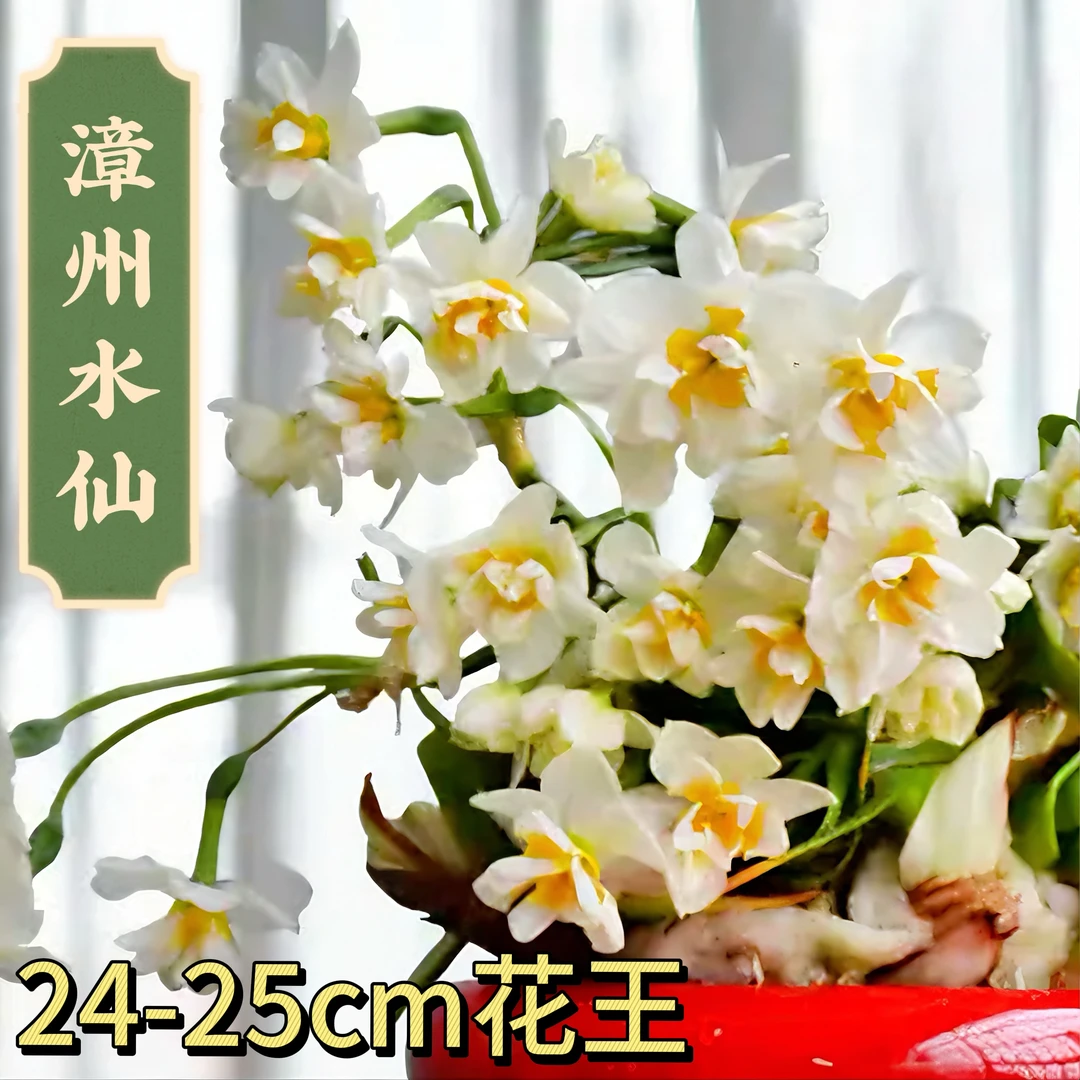 漳州水仙花种球种子精选水养花卉球根大球室内外冬季水培植物盆栽