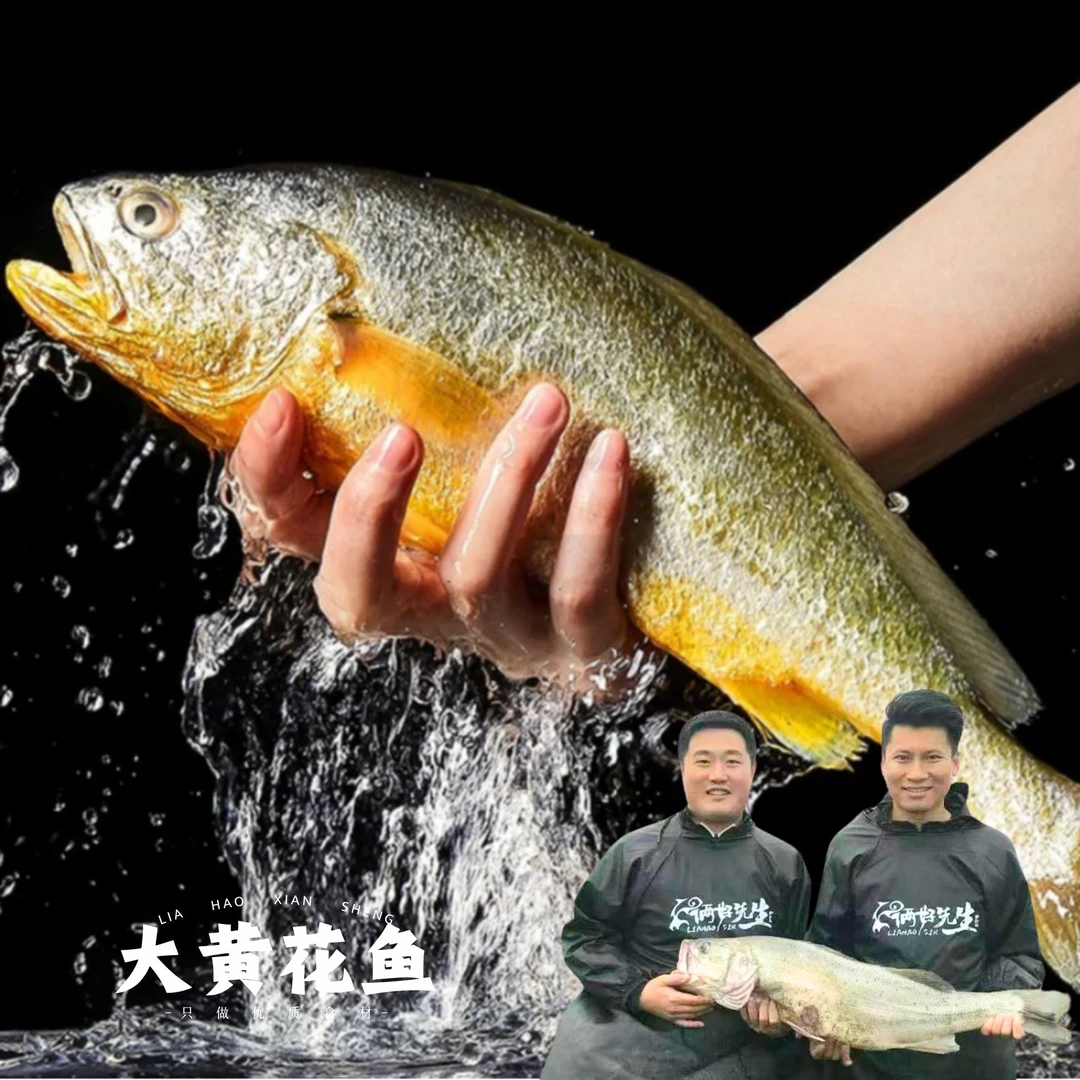 俩好先生海鲜深海新鲜半养殖大黄花鱼2条装（9两-1斤/条）肉质鲜嫩