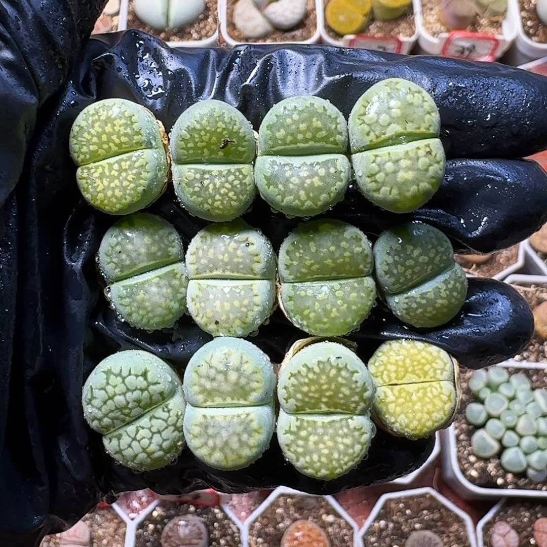 生石花等植物111111111。   206