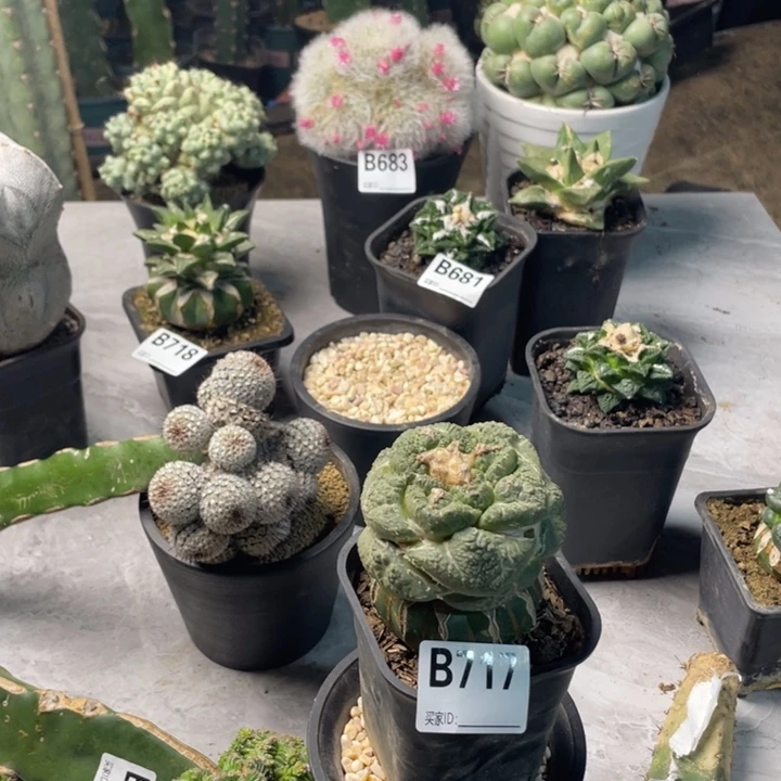 717连山龟甲哥斯拉