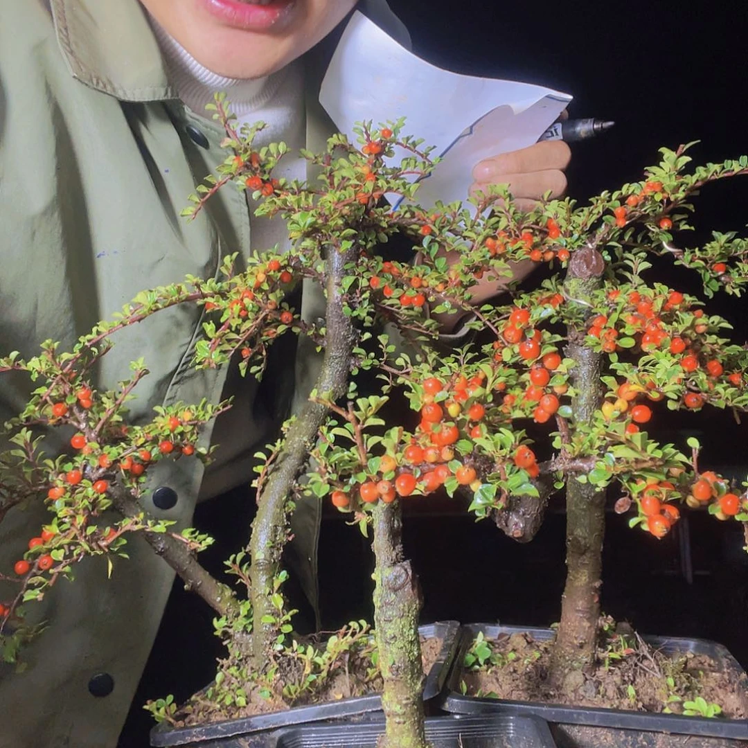 无花朵荀子盆景园区