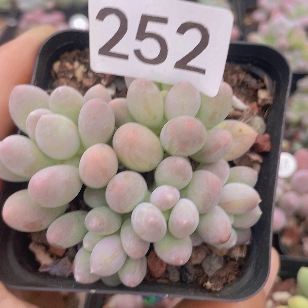 多肉植物多肉植物