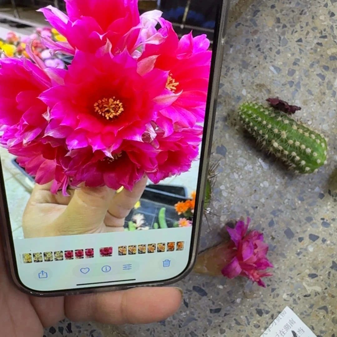 320白檀9无根侧牙一个，20包邮