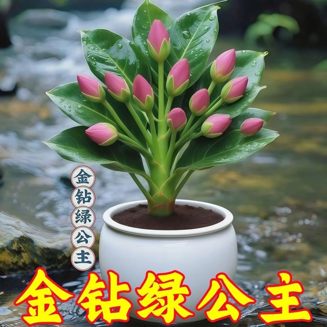 大叶金钻绿公主盆栽带花苞室内好养四季常青净化空气绿植养死包赔