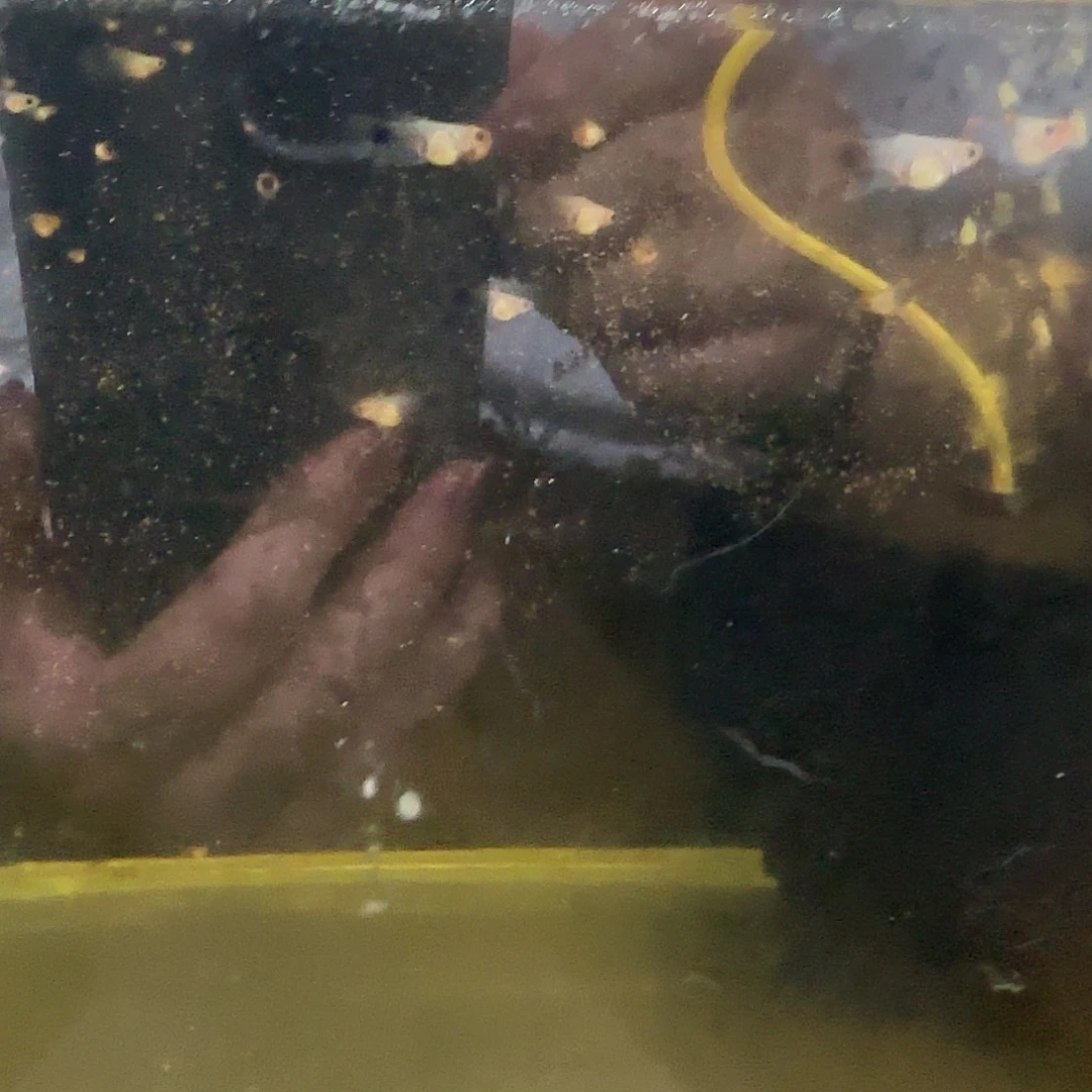 孔雀鱼深海蓝C苗10条随机