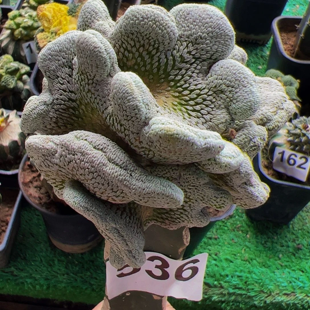 无花朵福利精巧丸缀化536