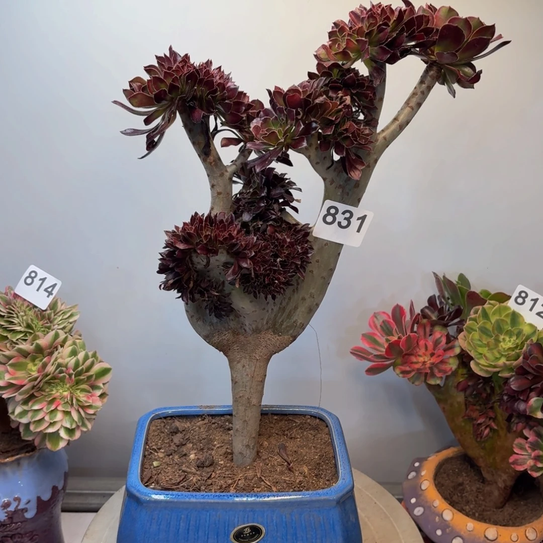 多肉植物黑法师缀831