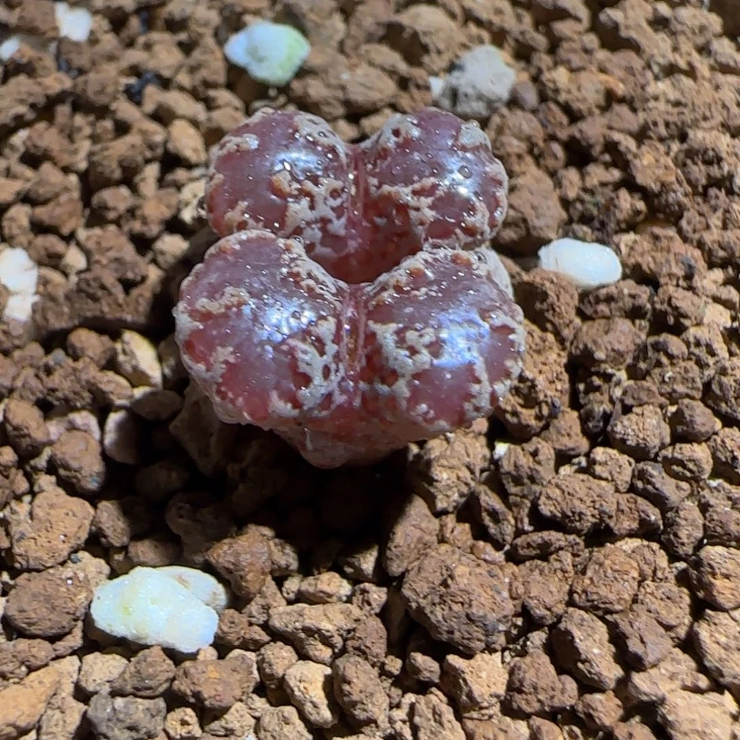肉锥多肉植物组合-3km勋章278