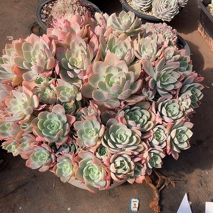 03丝绸 一物一拍多肉