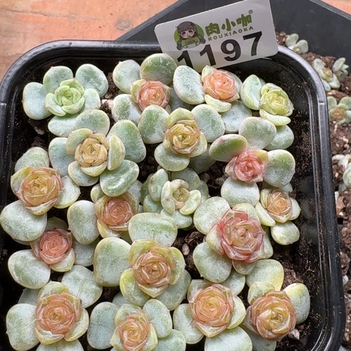 唐***糖多肉植物多肉植物