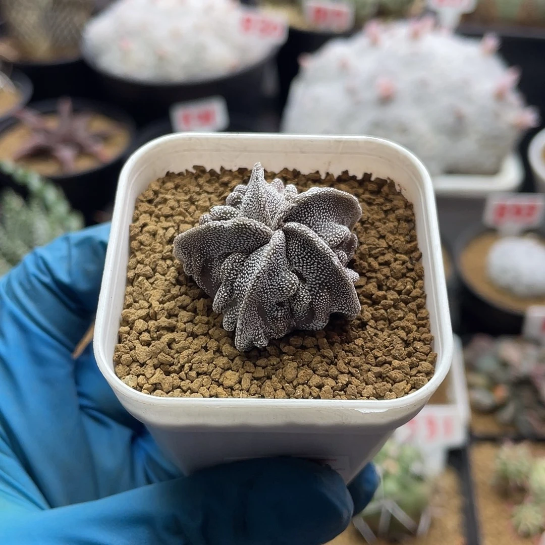 实生银沙黑核桃鸾凤玉