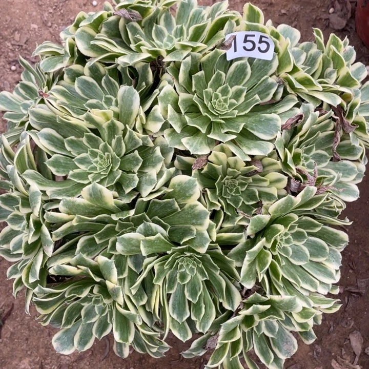 无花朵155多肉植物碧浪