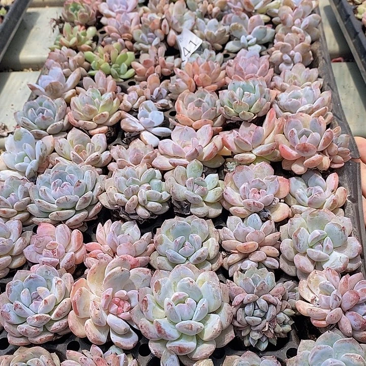 141 多肉植物盆栽花卉