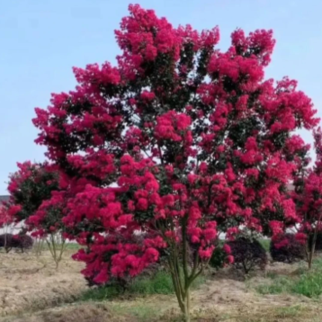 精品天鹅绒紫薇耐寒耐高温南北方都可以种植花期长，盘栽地栽