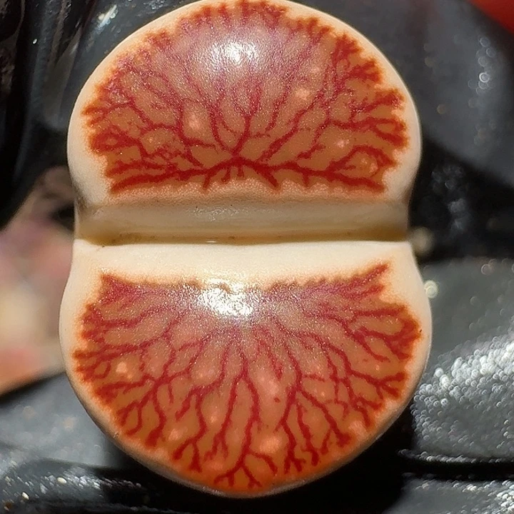 生石花11112。  1.5左右莲花。  332