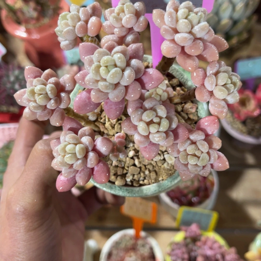 云尘多肉一物一拍不含盆937