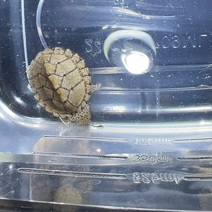 剃刀龟不分公母全品