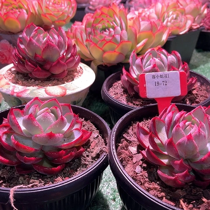 19.72惊鸿一个多肉