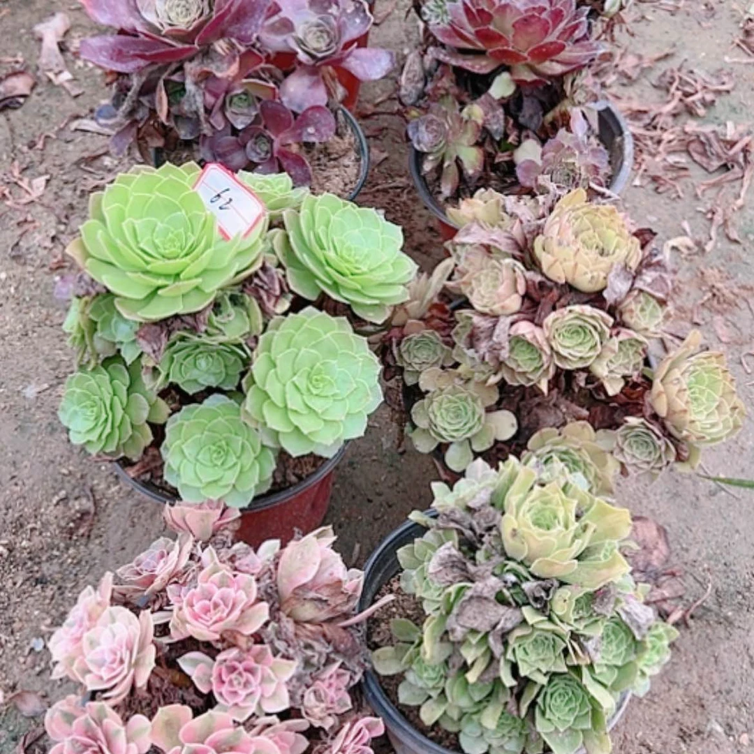 【闪购商品】无花朵n**l62号套餐8颗多肉植物