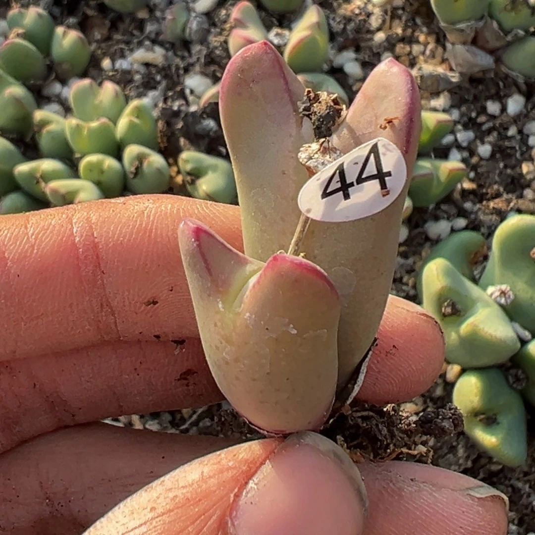 多肉植物11111111111111111