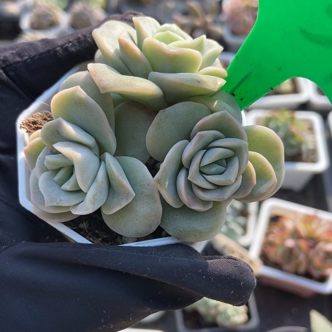 1039可爱玫瑰锦多肉