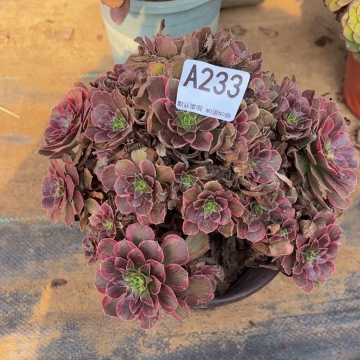 微瑕安娜多肉植物233.
