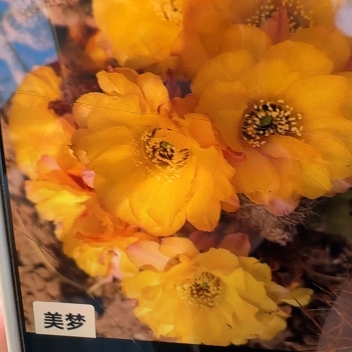 264白檀美梦2个无根侧牙，20包邮