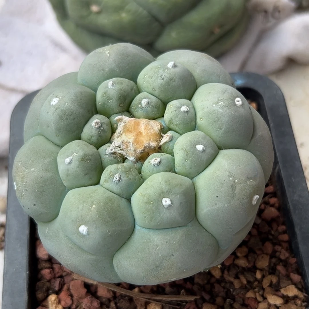 老*581  尤接发货 仙人球的世界