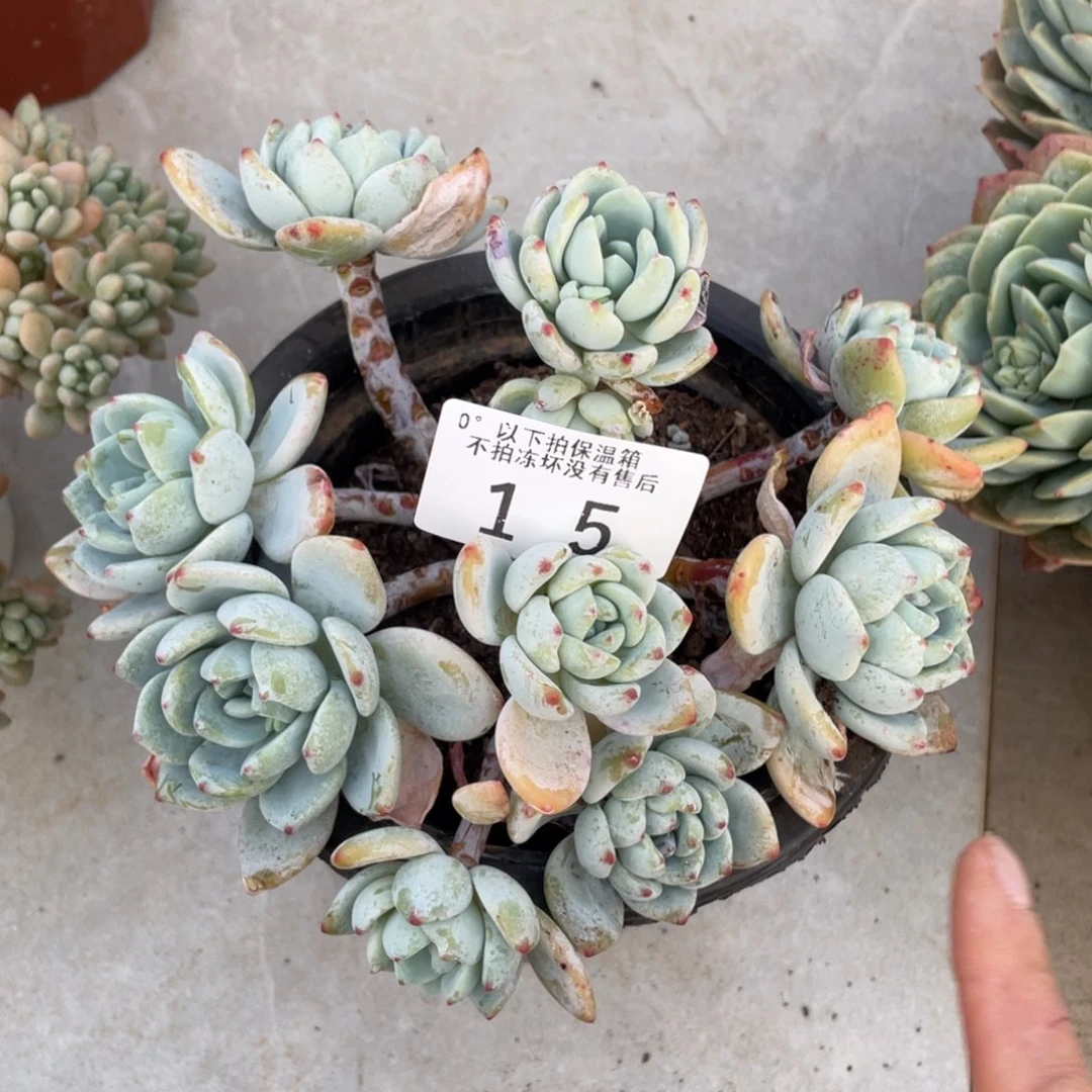 橘*皮黑大帅多肉15冷香