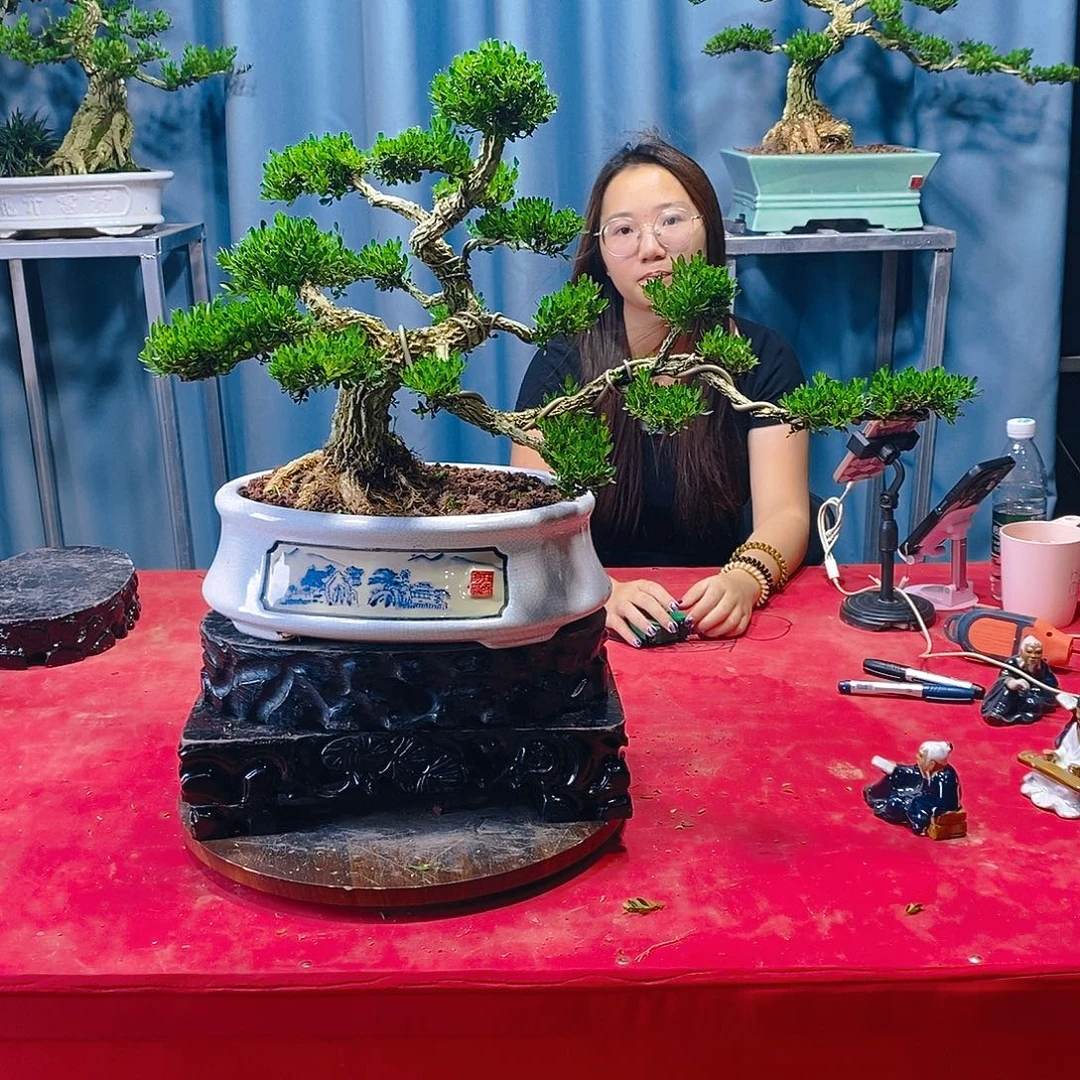 完全开放广东黄杨盆景