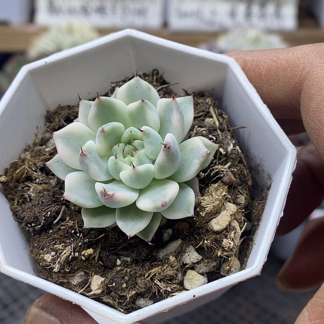 1669 妲己多肉植物