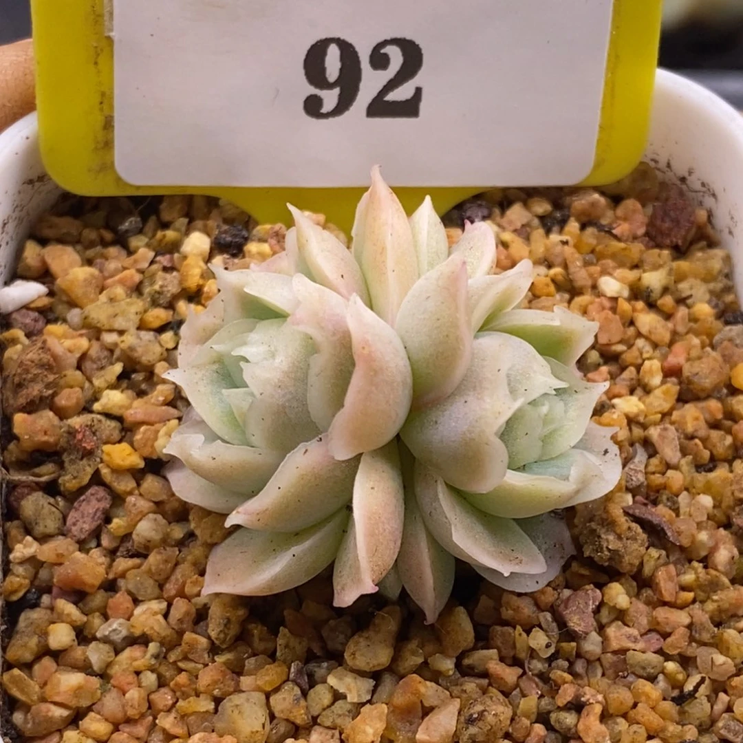 992水晶虾饺多肉植物